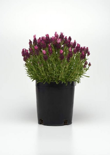Lavandula Bandera Deep rose 20 semien
